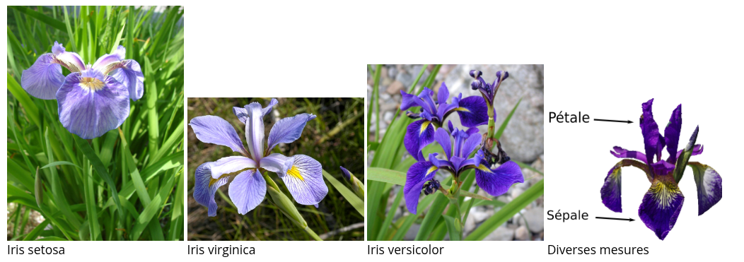 images_iris